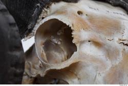 Photo Textures of Mouflon Skull 